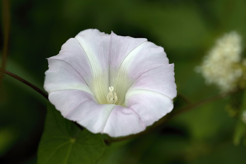 sint Annabos polderbos annapolder natuurgebied natuurmonumenten hdr rockanje voorne putten bos wandelroute polder oostvoorne